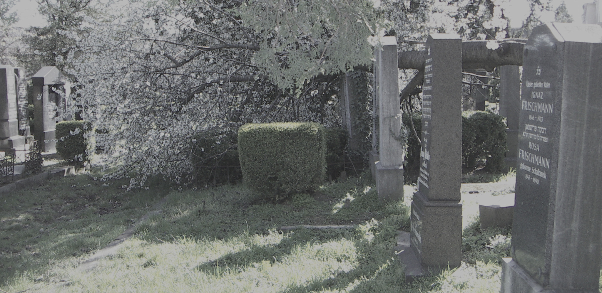 Juedischer Friedhof Floridsdorf